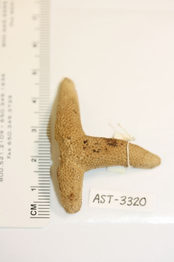 Media type: image;   Invertebrate Zoology AST-3320 Description: Preserved specimen.;